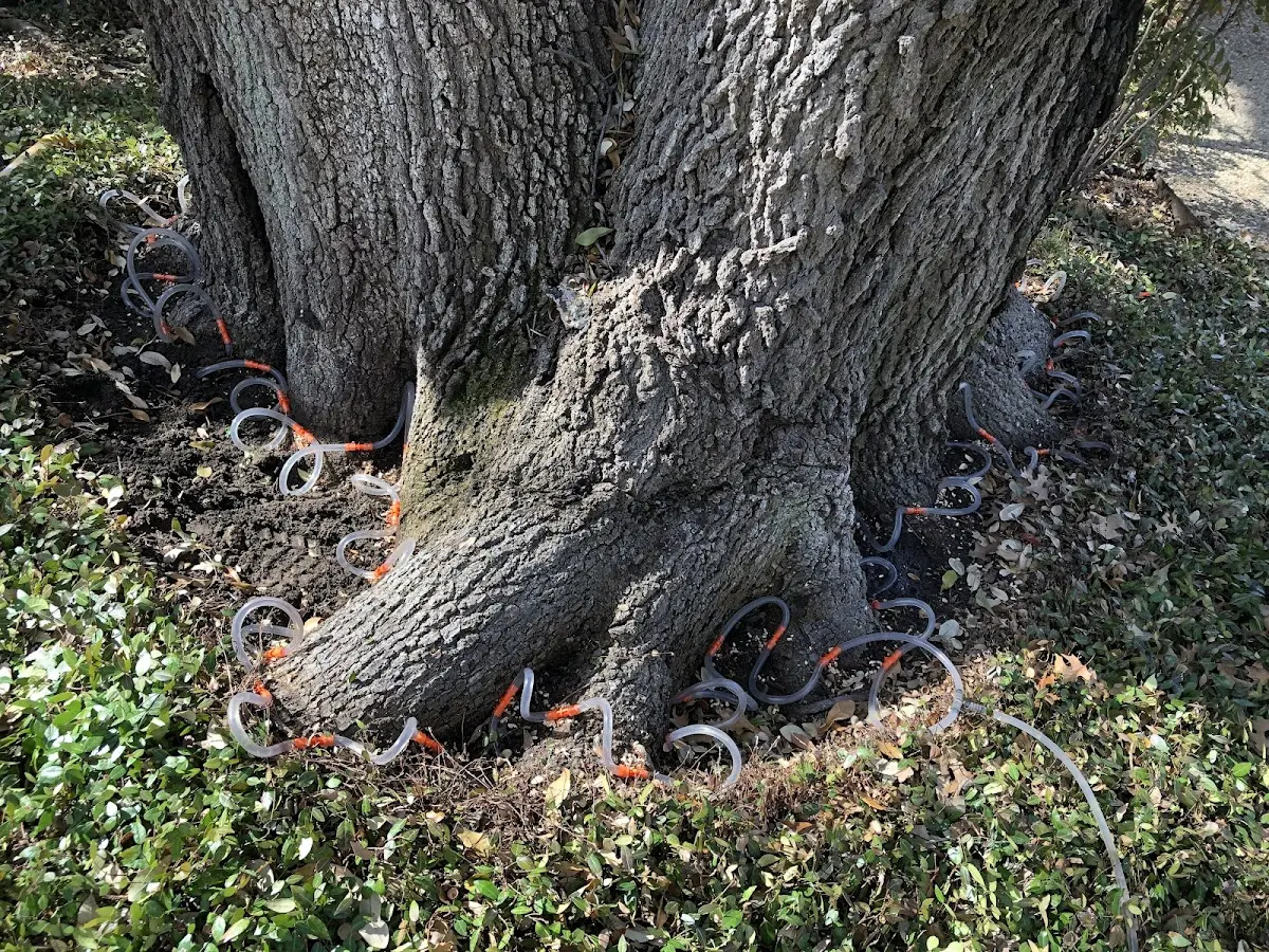 Detailed Tree Cabling and Bracing job site in Boylston