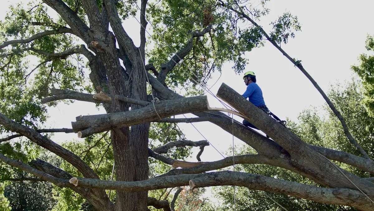 Professional Crown Thinning performed by certified arborists in Boylston